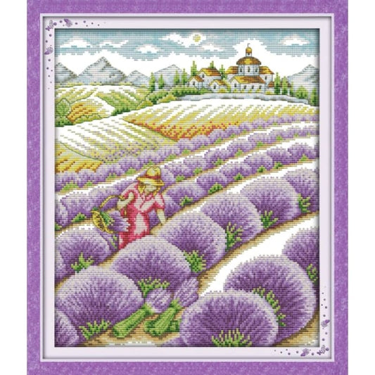 Lavender field (2)